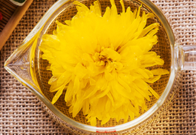 金絲皇菊